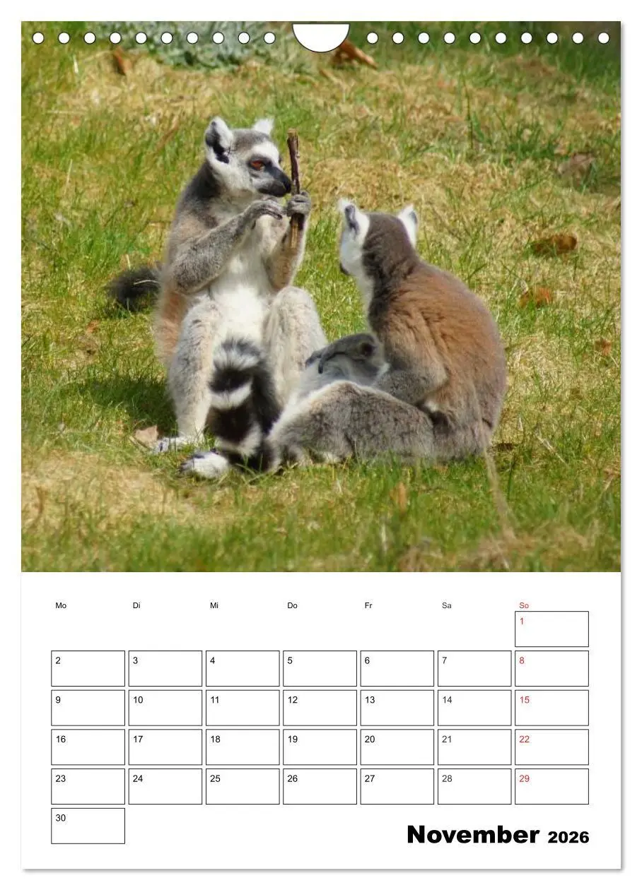 Bild: 9783516433104 | Katta Terminplaner (Wandkalender 2026 DIN A4 hoch), CALVENDO...