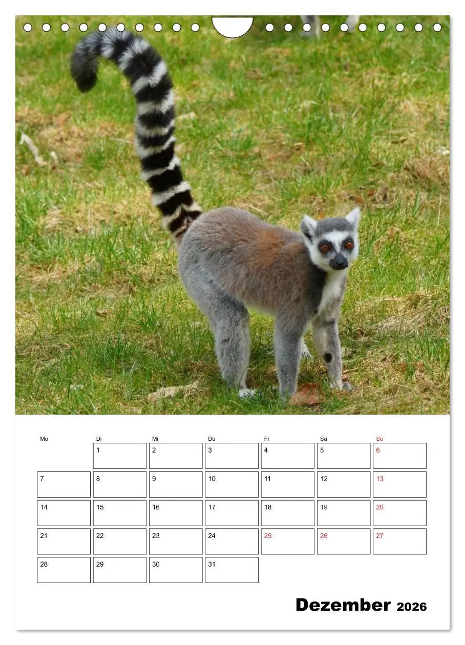 Bild: 9783516433104 | Katta Terminplaner (Wandkalender 2026 DIN A4 hoch), CALVENDO...