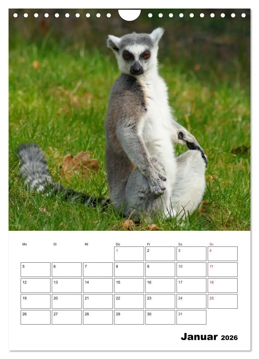 Bild: 9783516433104 | Katta Terminplaner (Wandkalender 2026 DIN A4 hoch), CALVENDO...