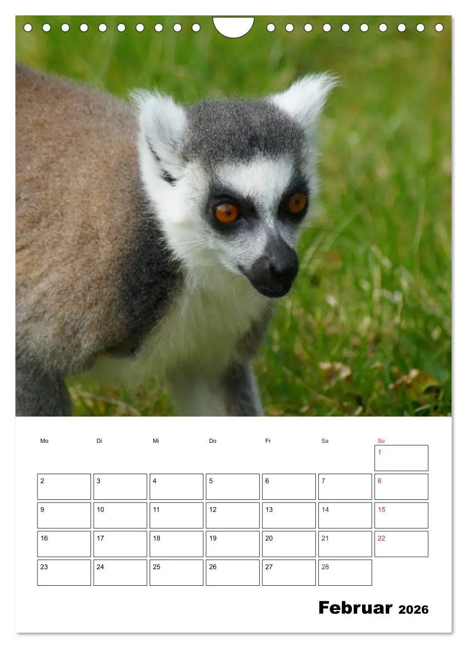 Bild: 9783516433104 | Katta Terminplaner (Wandkalender 2026 DIN A4 hoch), CALVENDO...