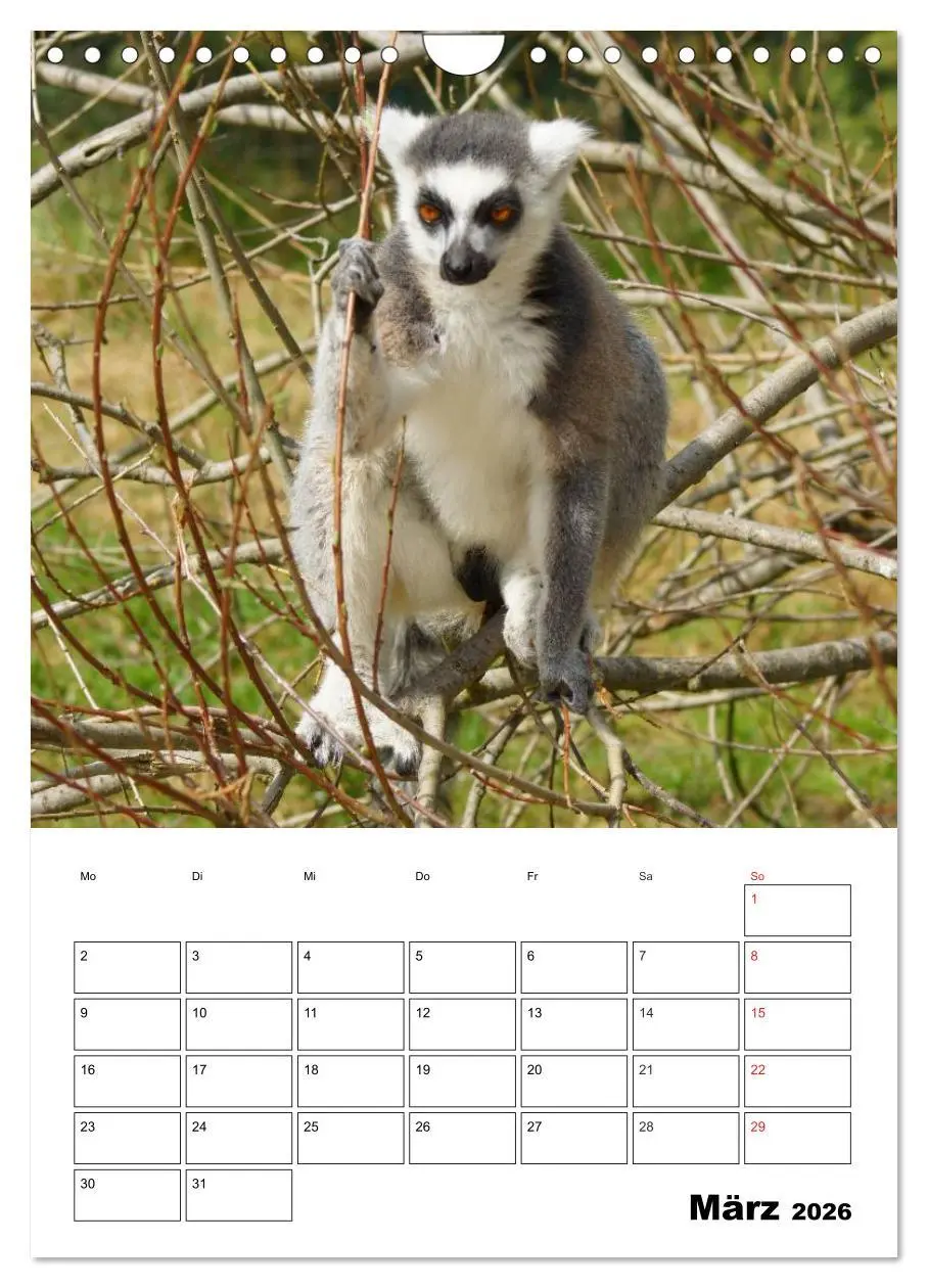 Bild: 9783516433104 | Katta Terminplaner (Wandkalender 2026 DIN A4 hoch), CALVENDO...