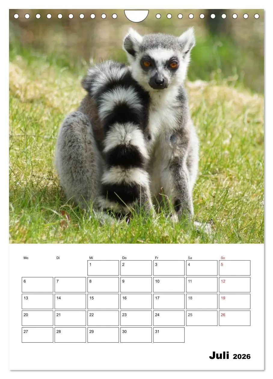 Bild: 9783516433104 | Katta Terminplaner (Wandkalender 2026 DIN A4 hoch), CALVENDO...