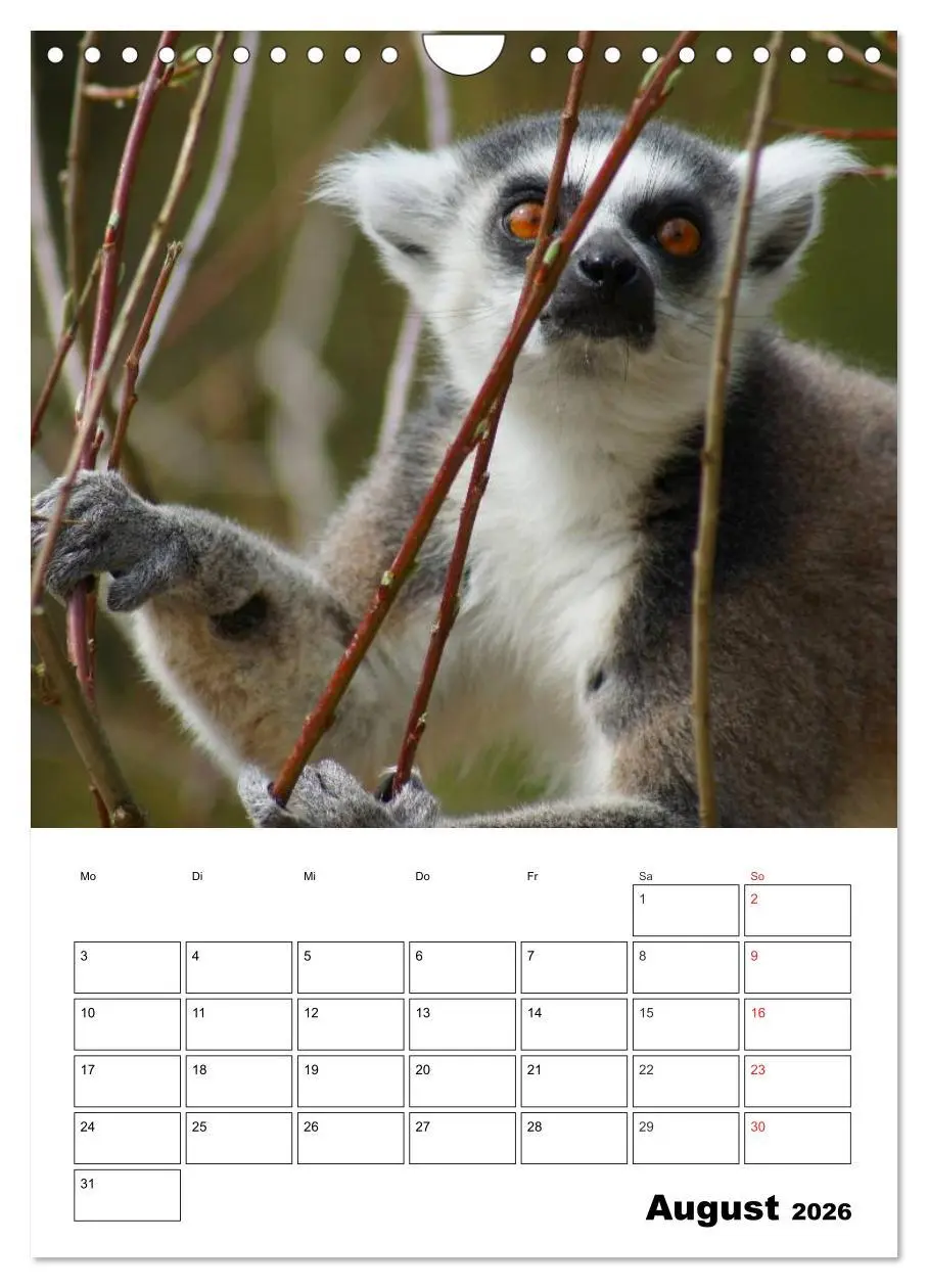 Bild: 9783516433104 | Katta Terminplaner (Wandkalender 2026 DIN A4 hoch), CALVENDO...