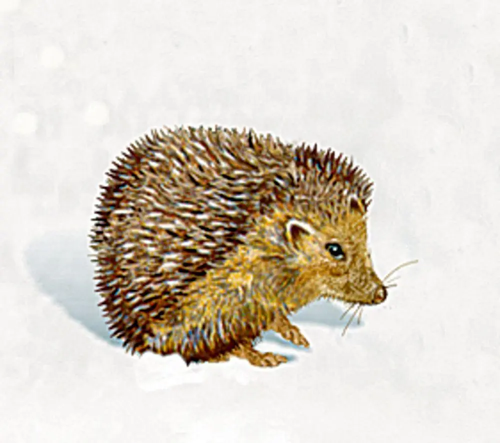 Bild: 4050003723204 | A3-Wandkalender - Zauberhaftes Weihnachtshaus | Barbara Behr | 1 S.