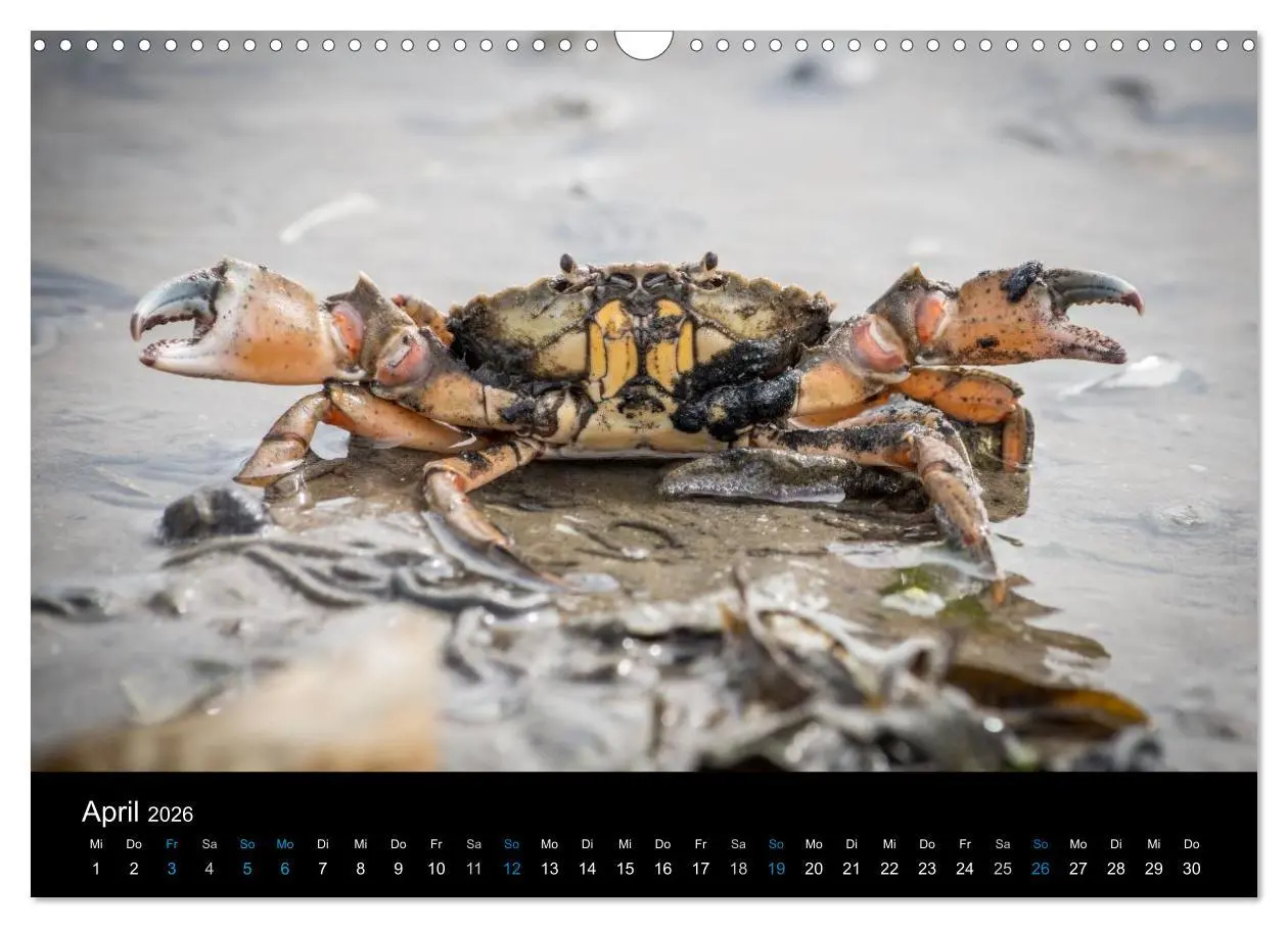Bild: 9783457953204 | Grüße aus Texel (Wandkalender 2026 DIN A3 quer), CALVENDO...