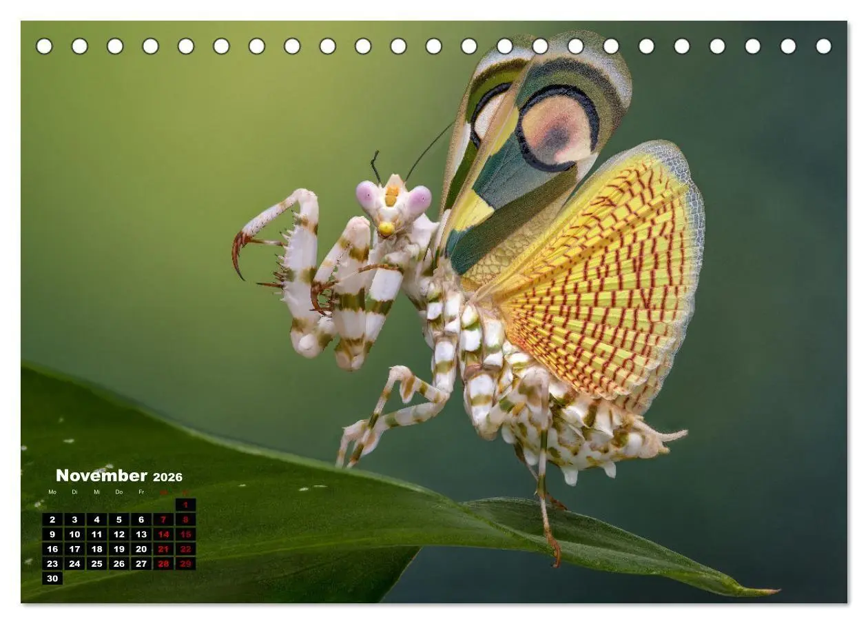 Bild: 9783457253304 | Gottesanbeter - Teuflische Lauerjäger (Tischkalender 2026 DIN A5...