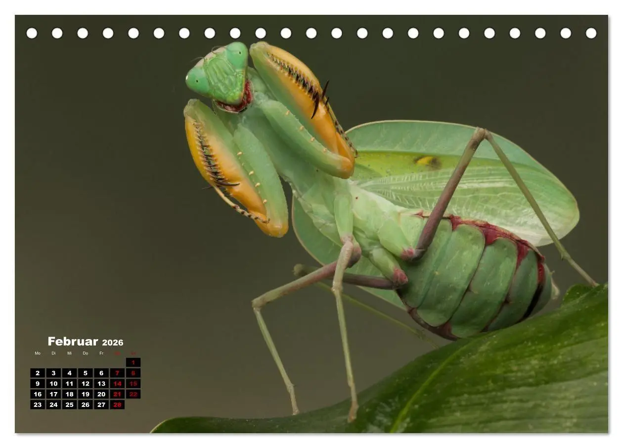 Bild: 9783457253304 | Gottesanbeter - Teuflische Lauerjäger (Tischkalender 2026 DIN A5...