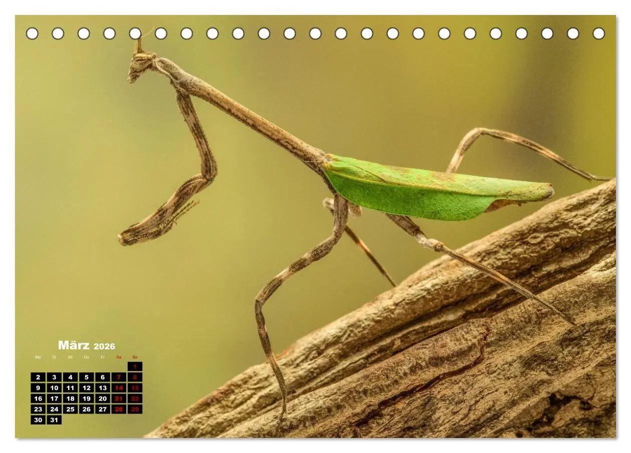 Bild: 9783457253304 | Gottesanbeter - Teuflische Lauerjäger (Tischkalender 2026 DIN A5...