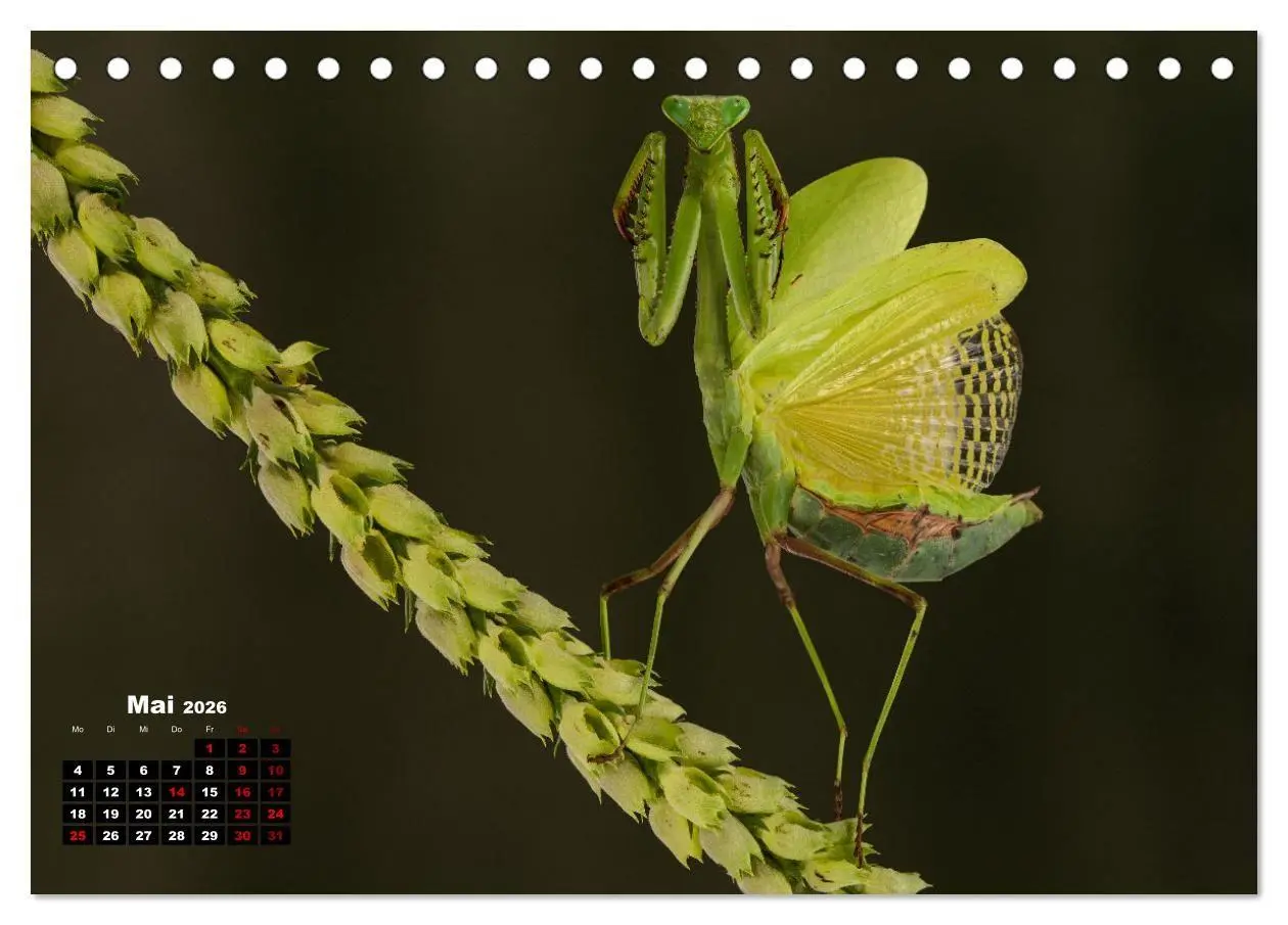 Bild: 9783457253304 | Gottesanbeter - Teuflische Lauerjäger (Tischkalender 2026 DIN A5...