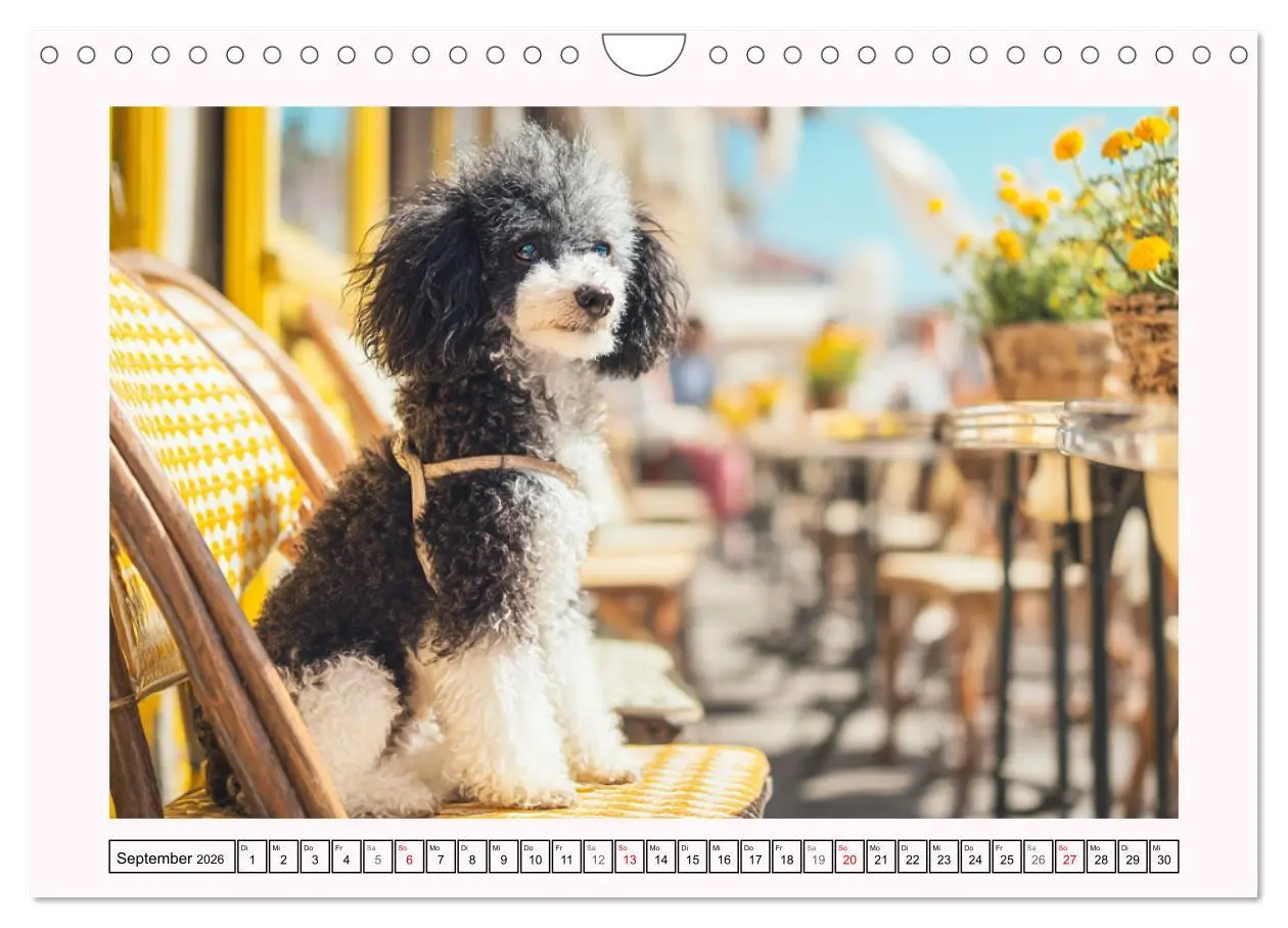Bild: 9783457943304 | Pudel in der Stadt. Urbane Momente voller Charme und Lebensfreude...