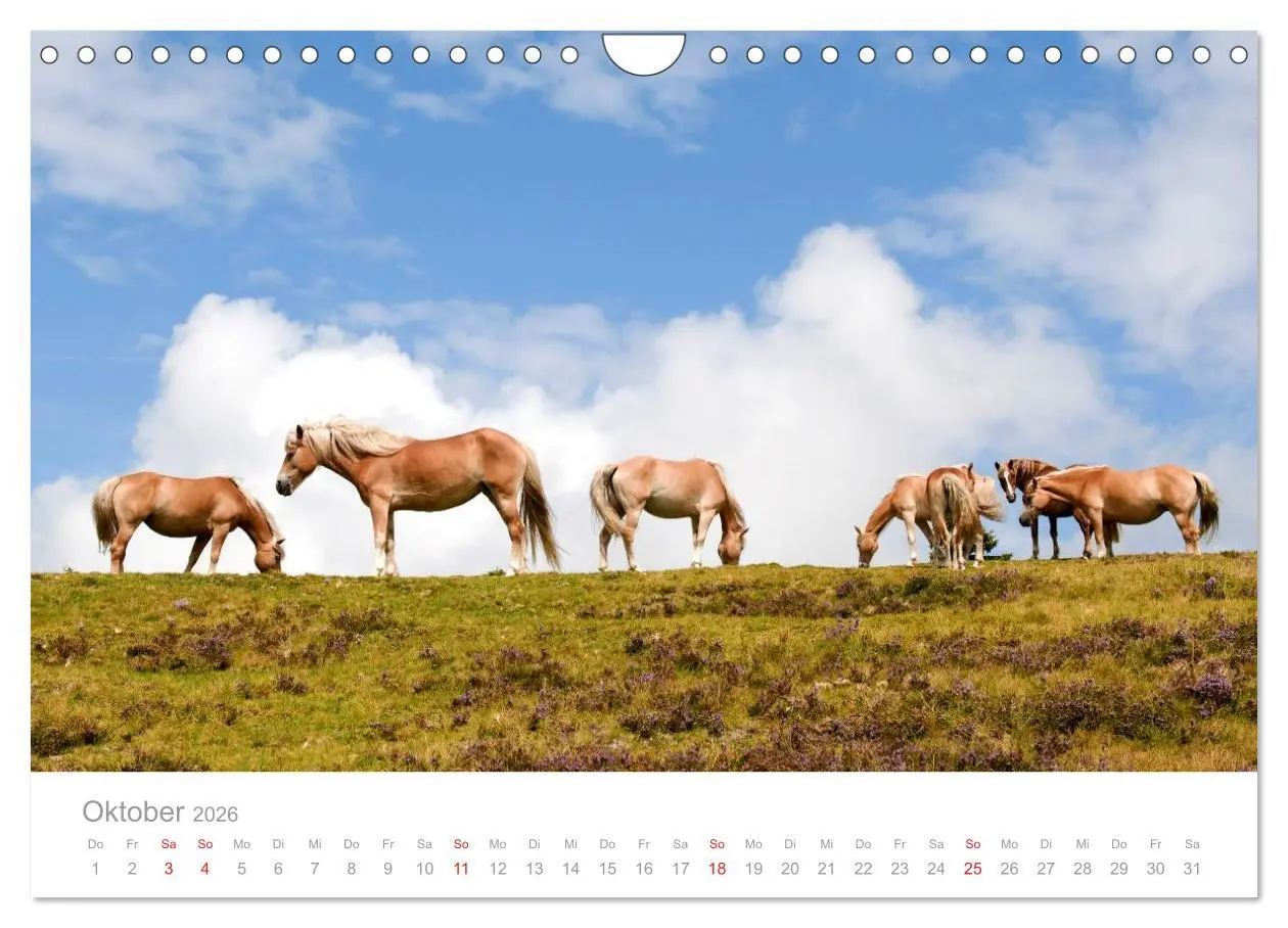 Bild: 9783516003604 | Pferde - In natürlicher Umgebung (Wandkalender 2026 DIN A4 quer),...