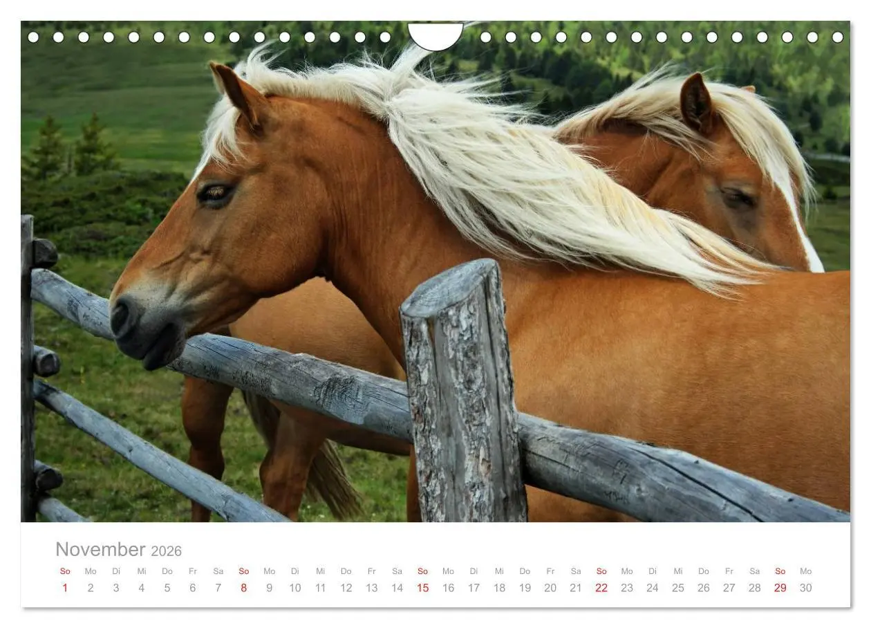 Bild: 9783516003604 | Pferde - In natürlicher Umgebung (Wandkalender 2026 DIN A4 quer),...