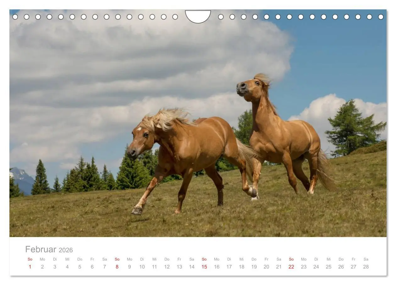 Bild: 9783516003604 | Pferde - In natürlicher Umgebung (Wandkalender 2026 DIN A4 quer),...