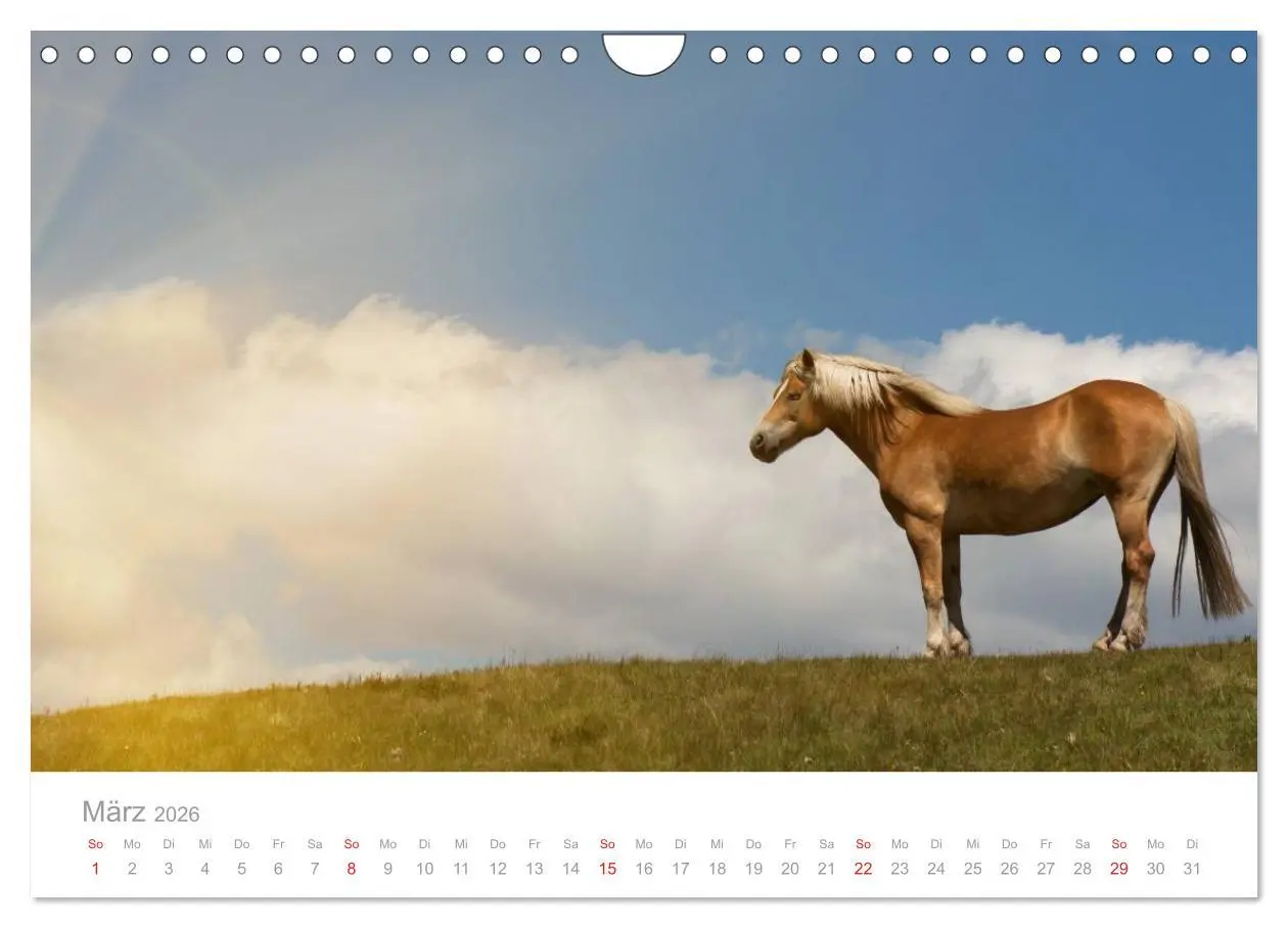 Bild: 9783516003604 | Pferde - In natürlicher Umgebung (Wandkalender 2026 DIN A4 quer),...