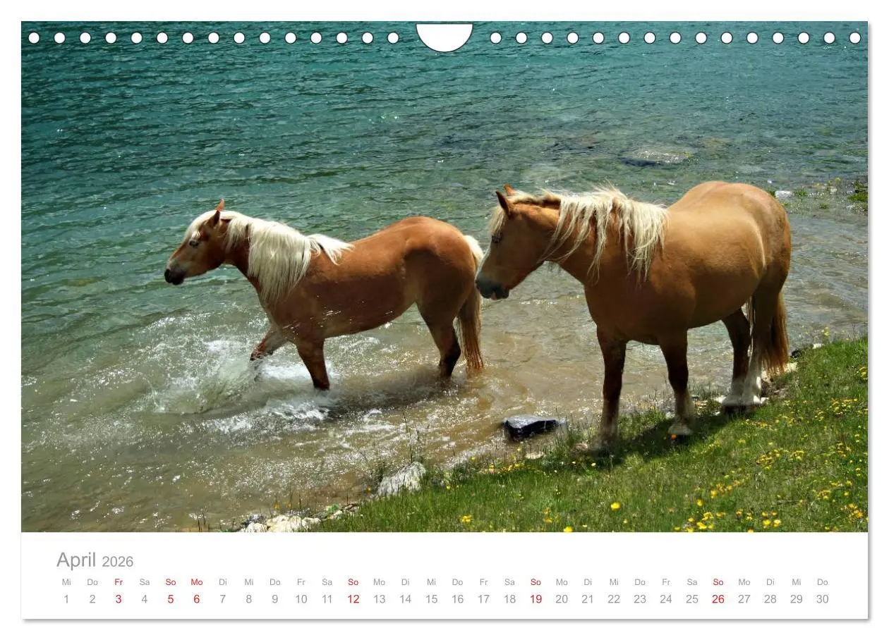 Bild: 9783516003604 | Pferde - In natürlicher Umgebung (Wandkalender 2026 DIN A4 quer),...