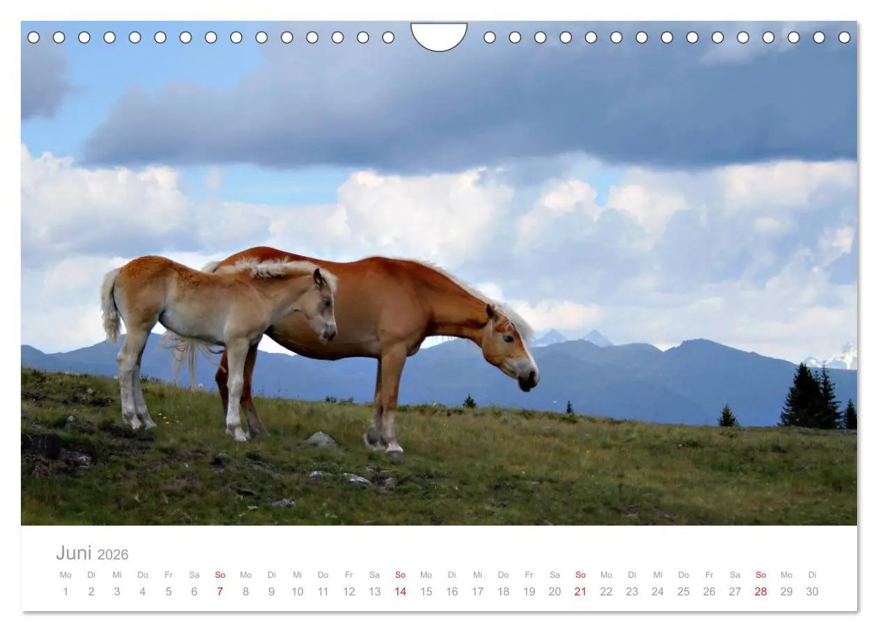 Bild: 9783516003604 | Pferde - In natürlicher Umgebung (Wandkalender 2026 DIN A4 quer),...