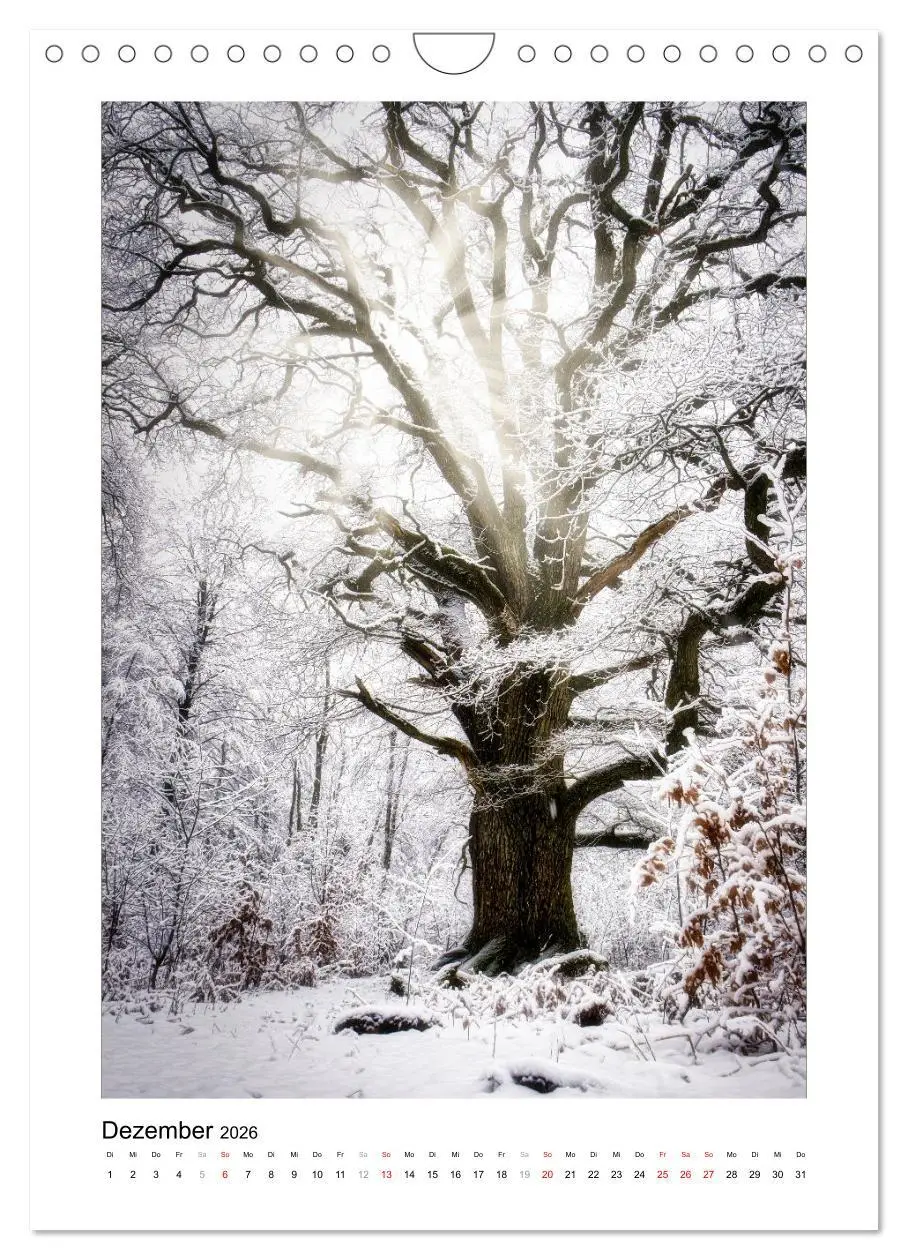 Bild: 9783516313604 | Märchenhaft mystisch (Wandkalender 2026 DIN A4 hoch), CALVENDO...