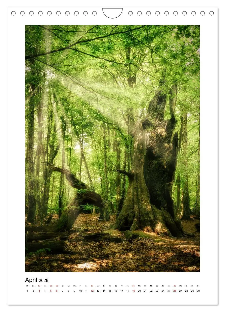 Bild: 9783516313604 | Märchenhaft mystisch (Wandkalender 2026 DIN A4 hoch), CALVENDO...