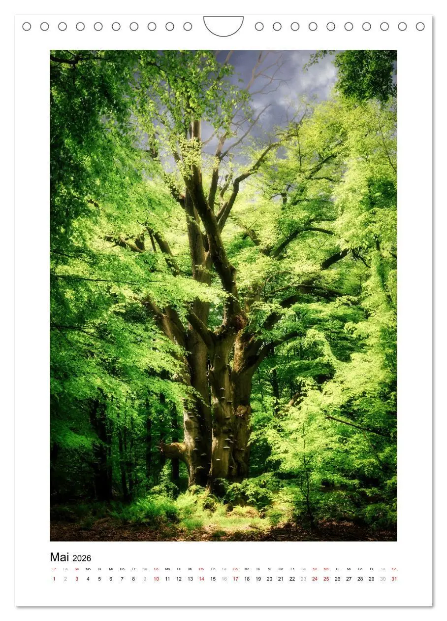 Bild: 9783516313604 | Märchenhaft mystisch (Wandkalender 2026 DIN A4 hoch), CALVENDO...