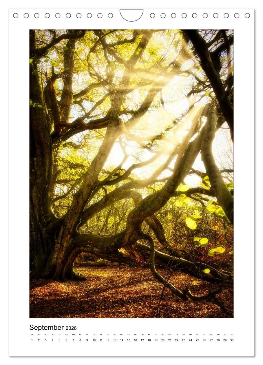 Bild: 9783516313604 | Märchenhaft mystisch (Wandkalender 2026 DIN A4 hoch), CALVENDO...