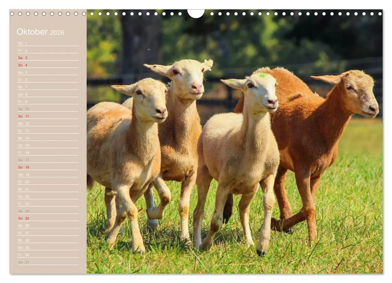Bild: 9783516143904 | Schafe / Geburtstagskalender (Wandkalender 2026 DIN A3 quer),...