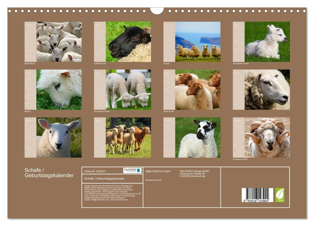 Bild: 9783516143904 | Schafe / Geburtstagskalender (Wandkalender 2026 DIN A3 quer),...