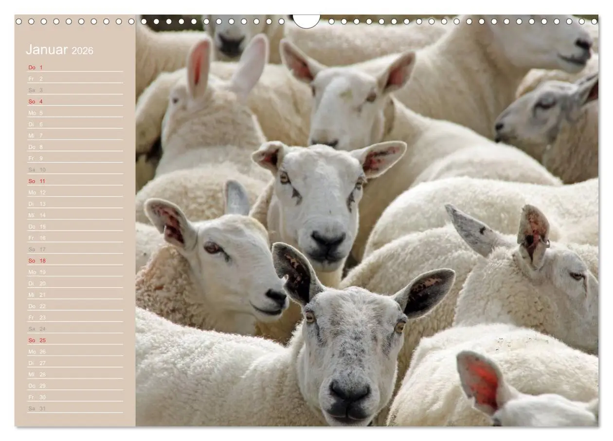 Bild: 9783516143904 | Schafe / Geburtstagskalender (Wandkalender 2026 DIN A3 quer),...