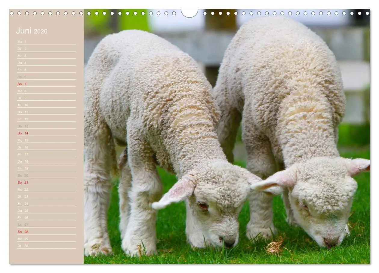 Bild: 9783516143904 | Schafe / Geburtstagskalender (Wandkalender 2026 DIN A3 quer),...