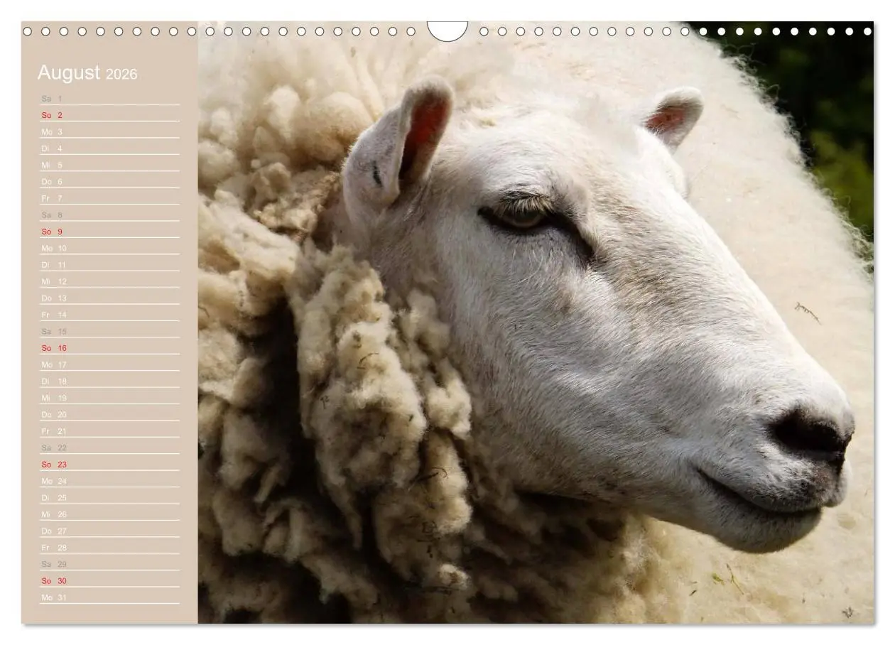 Bild: 9783516143904 | Schafe / Geburtstagskalender (Wandkalender 2026 DIN A3 quer),...