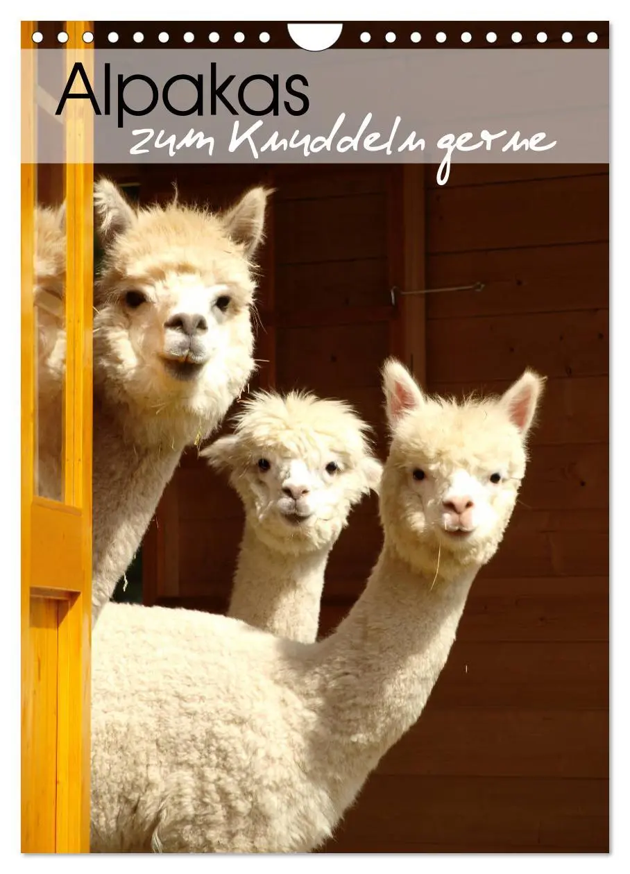 Cover: 9783516414004 | Alpakas zum Knuddeln gerne (Wandkalender 2026 DIN A4 hoch),...