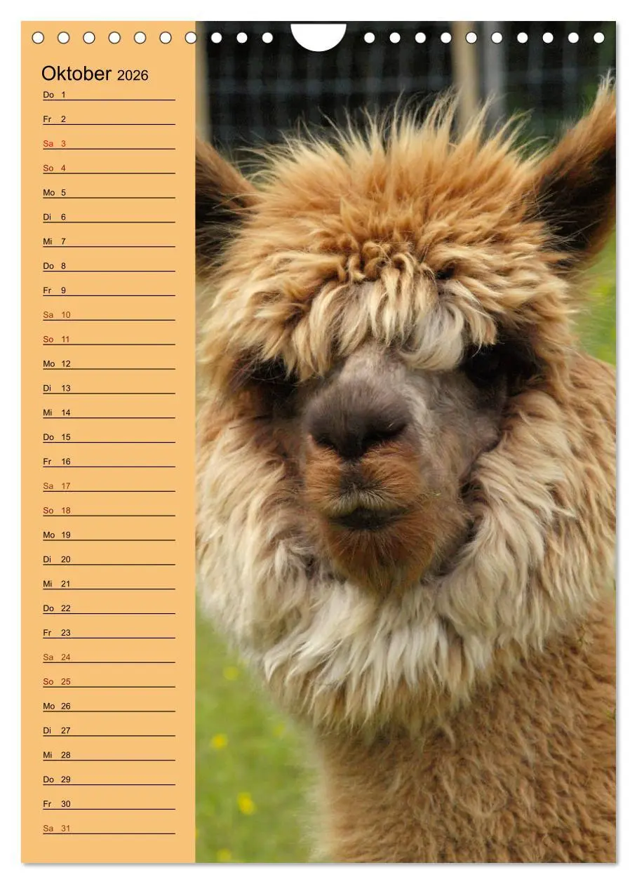 Bild: 9783516414004 | Alpakas zum Knuddeln gerne (Wandkalender 2026 DIN A4 hoch),...