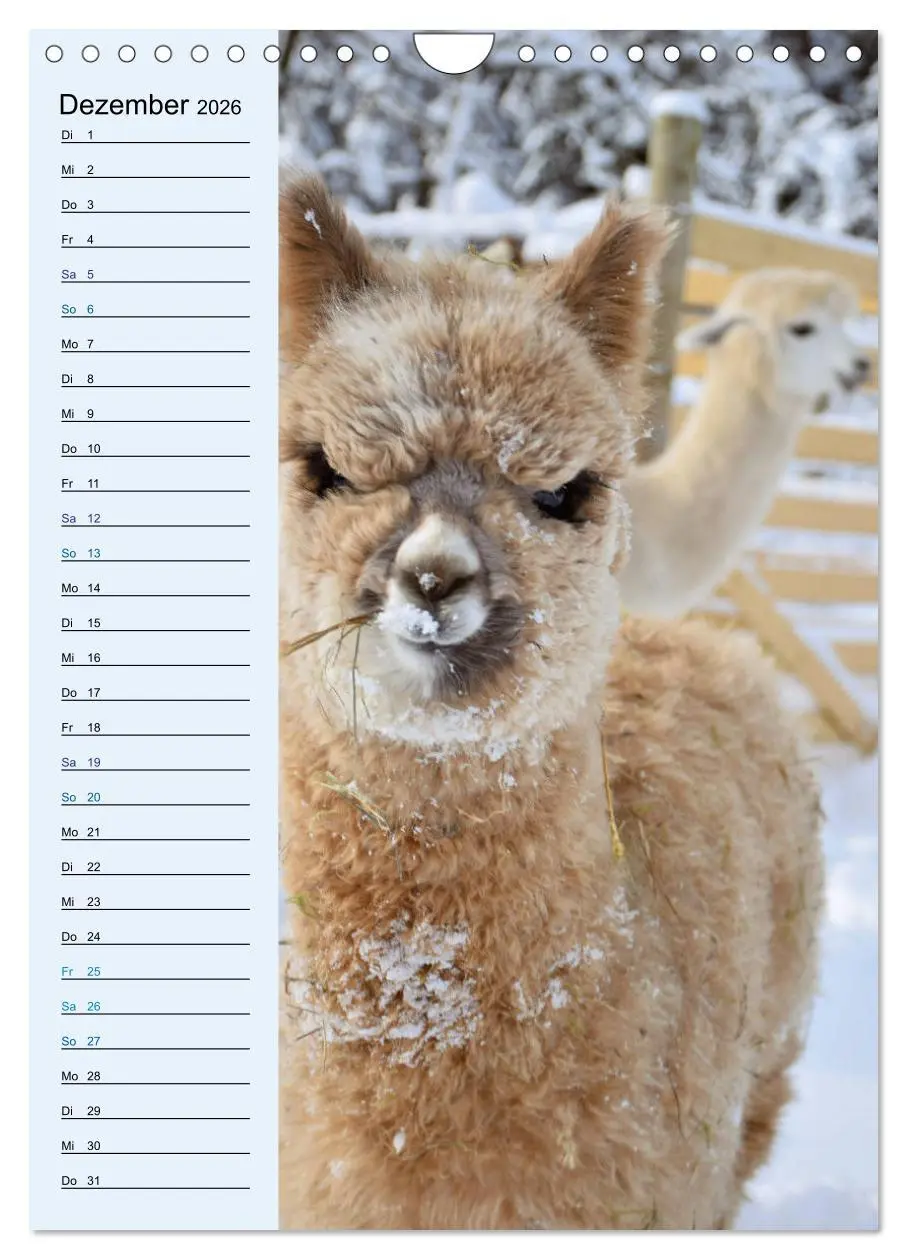 Bild: 9783516414004 | Alpakas zum Knuddeln gerne (Wandkalender 2026 DIN A4 hoch),...