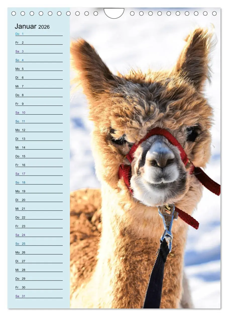 Bild: 9783516414004 | Alpakas zum Knuddeln gerne (Wandkalender 2026 DIN A4 hoch),...