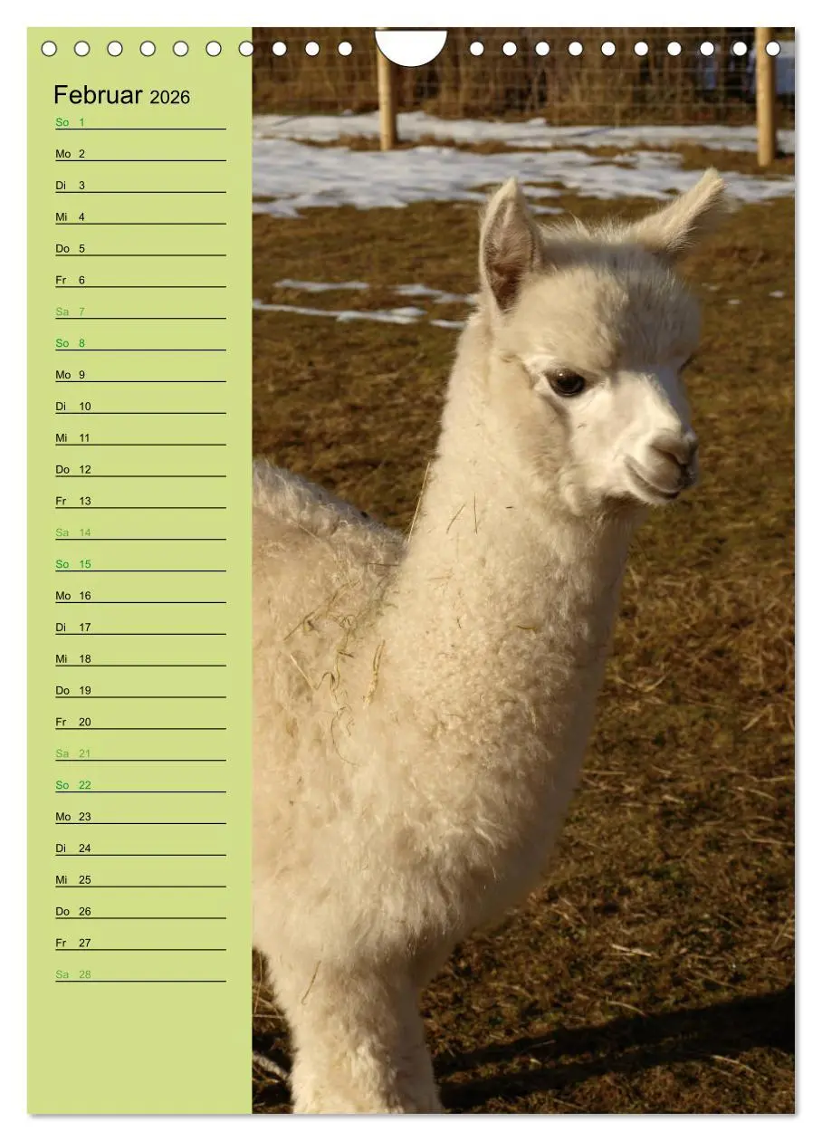 Bild: 9783516414004 | Alpakas zum Knuddeln gerne (Wandkalender 2026 DIN A4 hoch),...