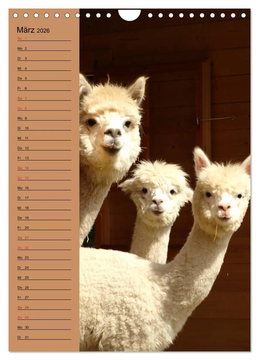 Bild: 9783516414004 | Alpakas zum Knuddeln gerne (Wandkalender 2026 DIN A4 hoch),...