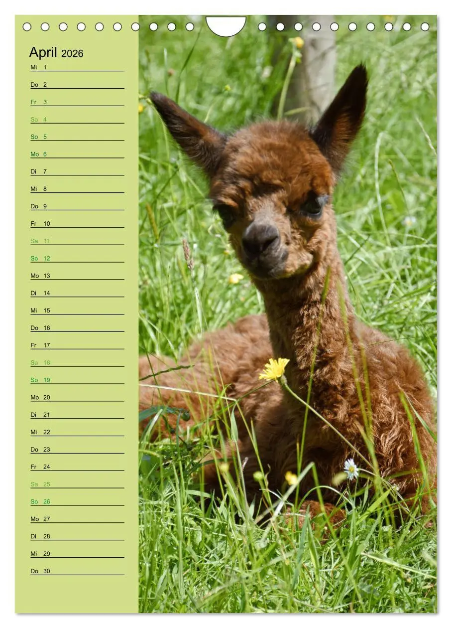 Bild: 9783516414004 | Alpakas zum Knuddeln gerne (Wandkalender 2026 DIN A4 hoch),...
