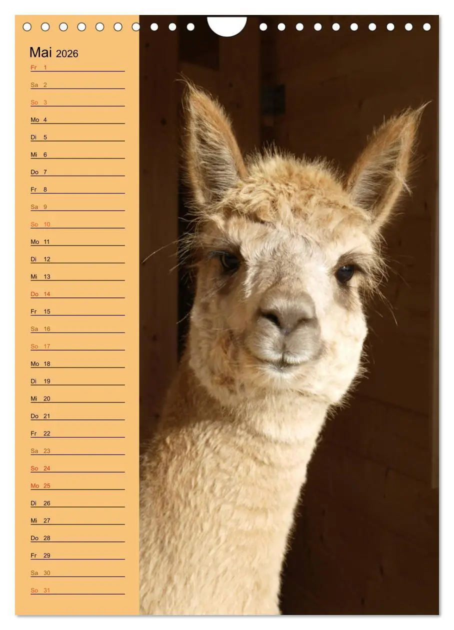 Bild: 9783516414004 | Alpakas zum Knuddeln gerne (Wandkalender 2026 DIN A4 hoch),...