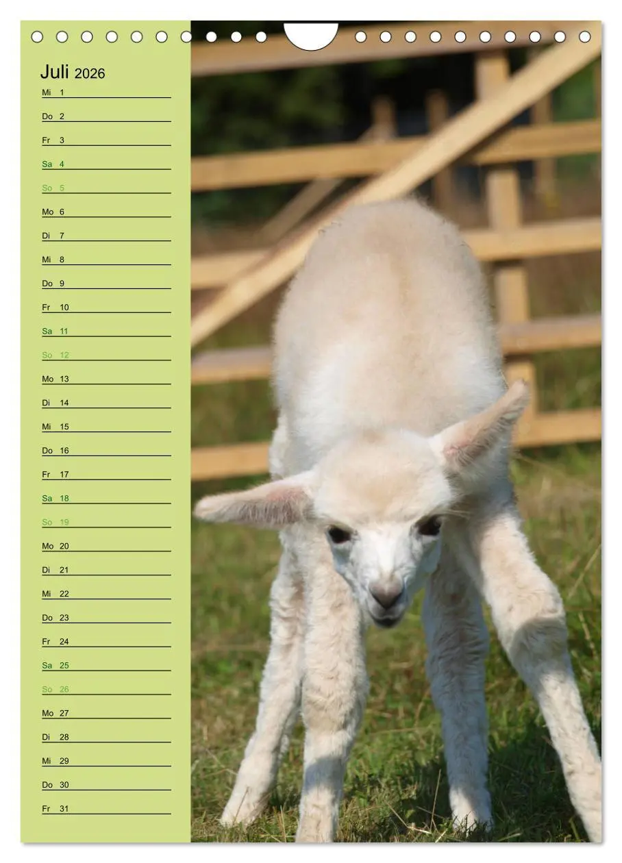 Bild: 9783516414004 | Alpakas zum Knuddeln gerne (Wandkalender 2026 DIN A4 hoch),...