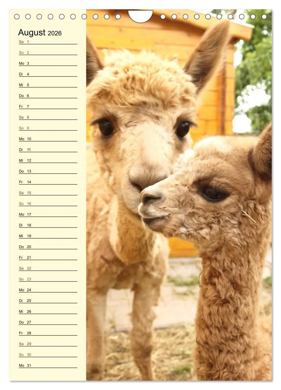 Bild: 9783516414004 | Alpakas zum Knuddeln gerne (Wandkalender 2026 DIN A4 hoch),...