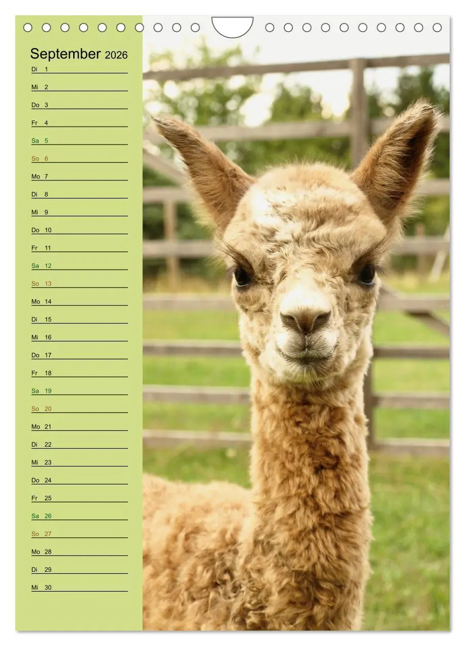 Bild: 9783516414004 | Alpakas zum Knuddeln gerne (Wandkalender 2026 DIN A4 hoch),...