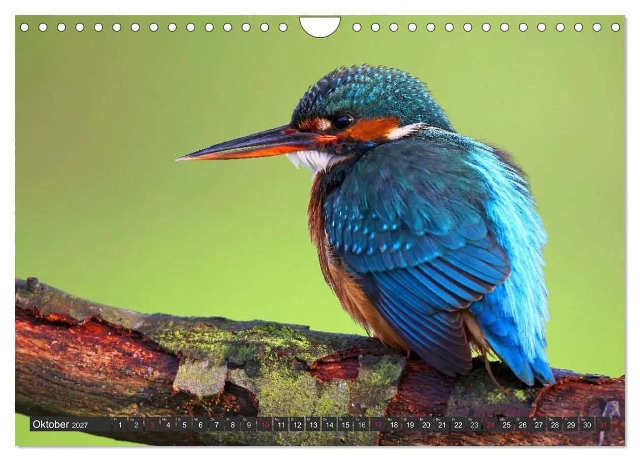 Bild: 9783594244104 | Der Eisvogel (Wandkalender 2027 DIN A4 quer), CALVENDO Monatskalender