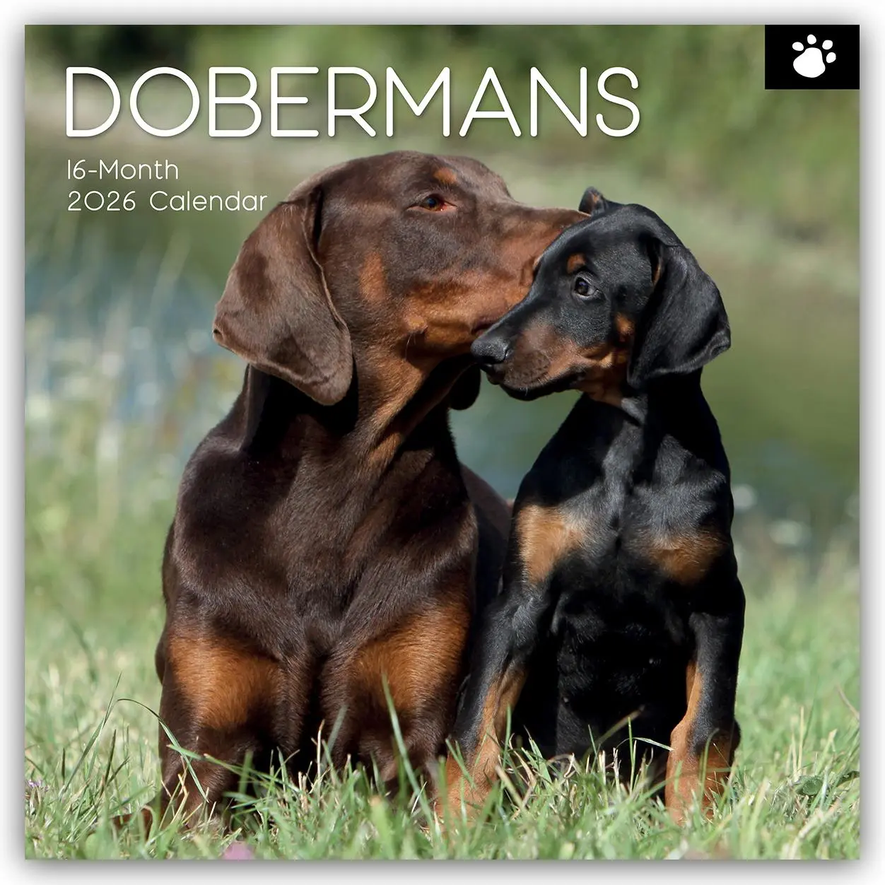 Cover: 9781836224204 | Dobermans - Dobermann 2026 - 16-Monatskalender | Ltd | Kalender | 2026