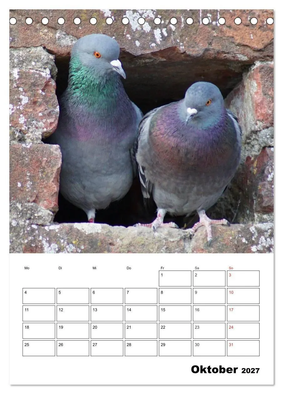 Bild: 9783569944404 | Tauben Terminplaner (Tischkalender 2027 DIN A5 hoch), CALVENDO...