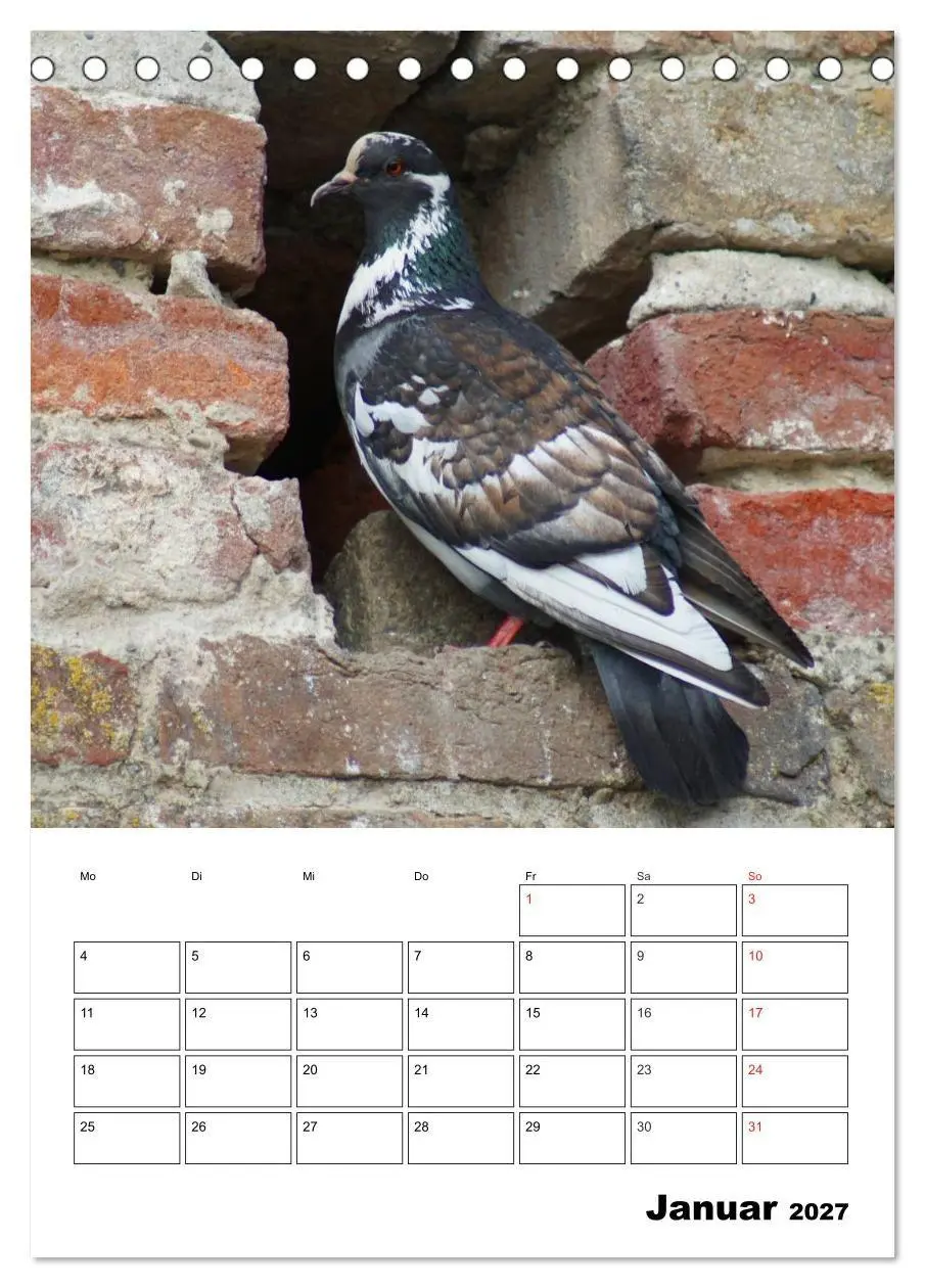 Bild: 9783569944404 | Tauben Terminplaner (Tischkalender 2027 DIN A5 hoch), CALVENDO...