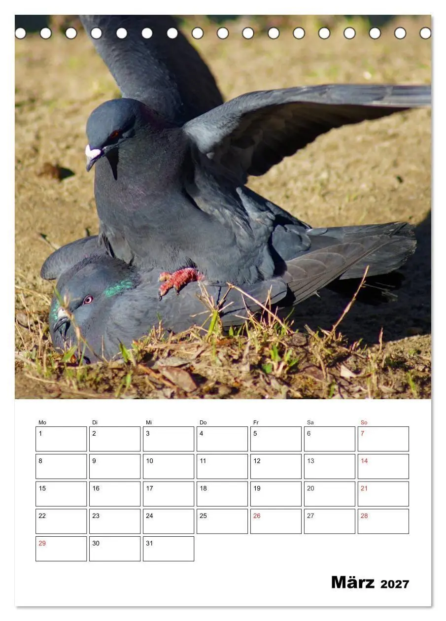 Bild: 9783569944404 | Tauben Terminplaner (Tischkalender 2027 DIN A5 hoch), CALVENDO...