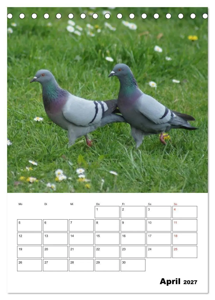 Bild: 9783569944404 | Tauben Terminplaner (Tischkalender 2027 DIN A5 hoch), CALVENDO...