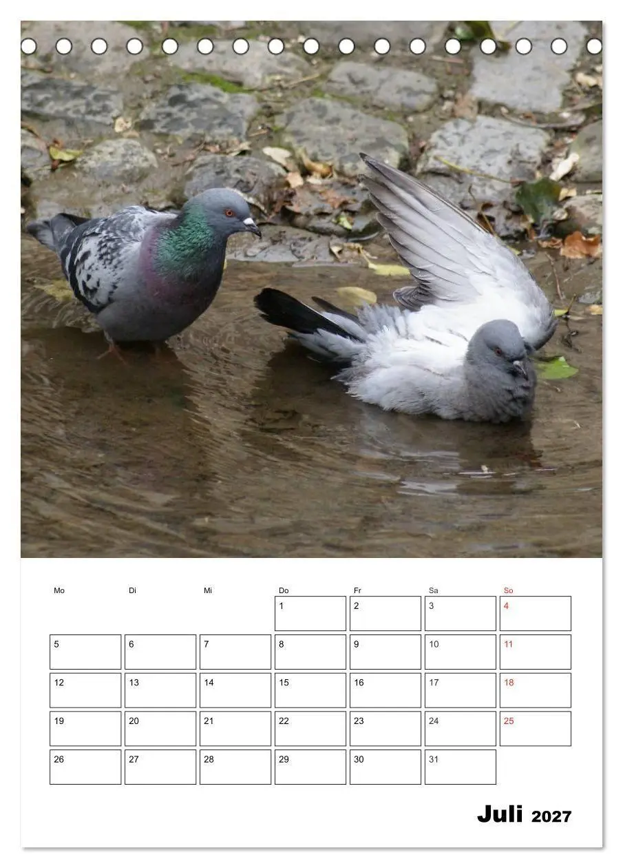 Bild: 9783569944404 | Tauben Terminplaner (Tischkalender 2027 DIN A5 hoch), CALVENDO...