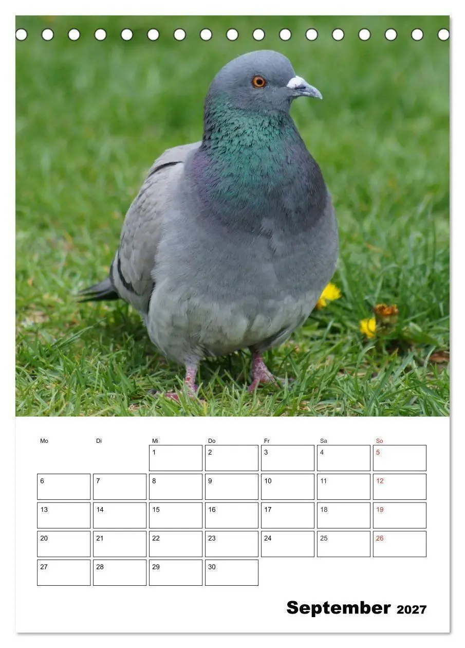 Bild: 9783569944404 | Tauben Terminplaner (Tischkalender 2027 DIN A5 hoch), CALVENDO...