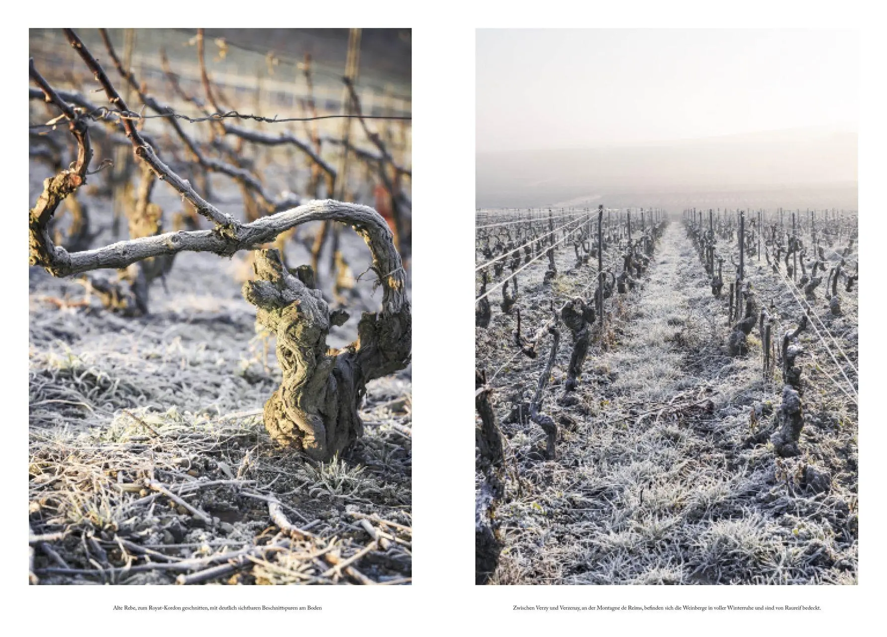 Bild: 9783831054404 | Champagner | Aurélie Soubiran | Buch | 192 S. | Deutsch | 2026