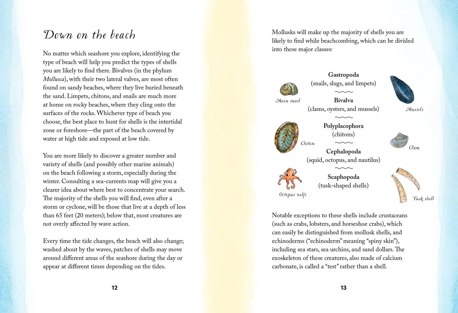 Bild: 9780008584504 | XBY SEA_HIDDEN NATURE SERIE HB | Susan Kelly | Buch | Gebunden | 2025